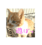 庭の、ちびにゃんこたち（個別スタンプ：17）