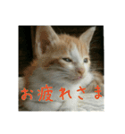 庭の、ちびにゃんこたち（個別スタンプ：19）