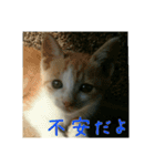 庭の、ちびにゃんこたち（個別スタンプ：20）