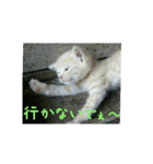 庭の、ちびにゃんこたち（個別スタンプ：21）