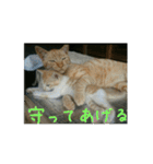 庭の、ちびにゃんこたち（個別スタンプ：22）