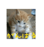 庭の、ちびにゃんこたち（個別スタンプ：25）