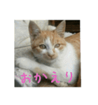 庭の、ちびにゃんこたち（個別スタンプ：27）