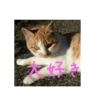 庭の、ちびにゃんこたち（個別スタンプ：30）