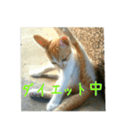 庭の、ちびにゃんこたち（個別スタンプ：31）