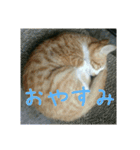 庭の、ちびにゃんこたち（個別スタンプ：32）