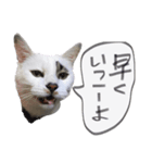 ボブとレン（個別スタンプ：5）