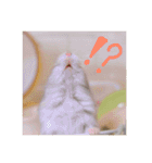 超かわいいジャンガリアンハムスター（個別スタンプ：17）