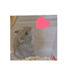超かわいいジャンガリアンハムスター（個別スタンプ：19）