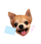 たにもと家（個別スタンプ：11）
