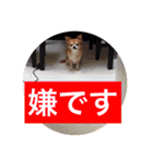 たにもと家（個別スタンプ：12）