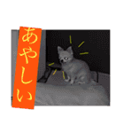たにもと家（個別スタンプ：15）