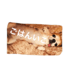 たにもと家（個別スタンプ：17）