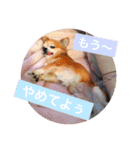 たにもと家（個別スタンプ：22）