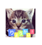 コテツくん（個別スタンプ：1）