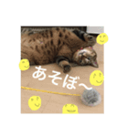 コテツくん（個別スタンプ：2）