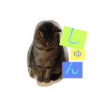 コテツくん（個別スタンプ：8）
