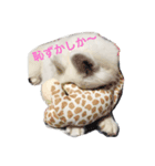 samoyed_soy（個別スタンプ：1）