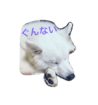samoyed_soy（個別スタンプ：2）