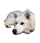 samoyed_soy（個別スタンプ：3）