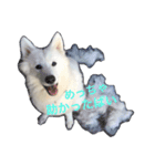 samoyed_soy（個別スタンプ：4）