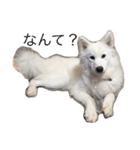 samoyed_soy（個別スタンプ：5）