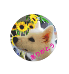 samoyed_soy（個別スタンプ：6）