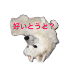 samoyed_soy（個別スタンプ：7）