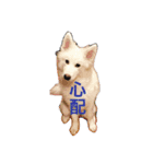 samoyed_soy（個別スタンプ：8）
