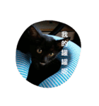 black bean cat（個別スタンプ：7）