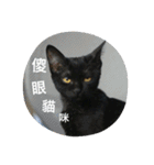 black bean cat（個別スタンプ：8）