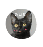 black bean cat（個別スタンプ：12）