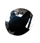 black bean cat（個別スタンプ：21）