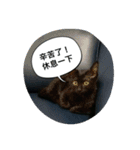 black bean cat（個別スタンプ：23）