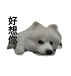 我的狗人生（個別スタンプ：7）