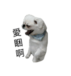 PekingeseLee（個別スタンプ：1）