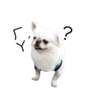 PekingeseLee（個別スタンプ：2）