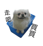 PekingeseLee（個別スタンプ：4）