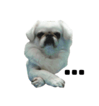 PekingeseLee（個別スタンプ：5）