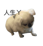 PekingeseLee（個別スタンプ：7）