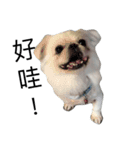 PekingeseLee（個別スタンプ：8）