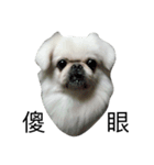 PekingeseLee（個別スタンプ：9）