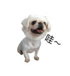PekingeseLee（個別スタンプ：10）