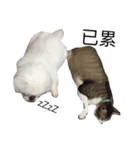 PekingeseLee（個別スタンプ：11）