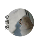 PekingeseLee（個別スタンプ：12）