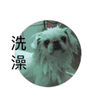 PekingeseLee（個別スタンプ：13）