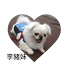 PekingeseLee（個別スタンプ：14）