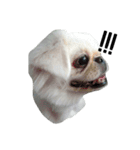 PekingeseLee（個別スタンプ：15）