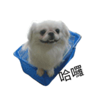 PekingeseLee（個別スタンプ：16）