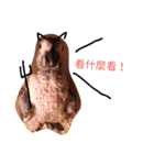 bird tachi（個別スタンプ：1）